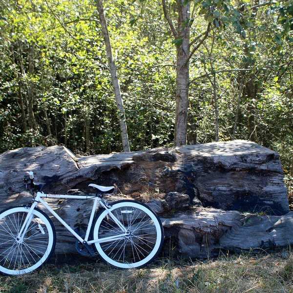 The Budding Bicyclist