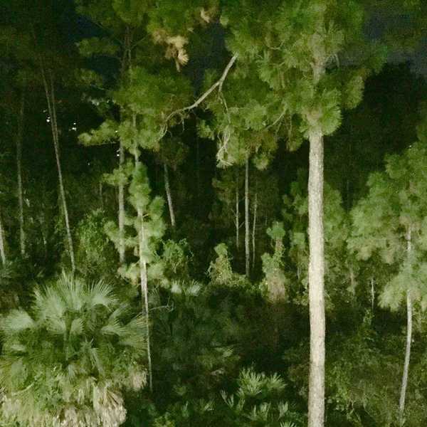 Losing Control Chapter 2: We Are The Woods We Wander In