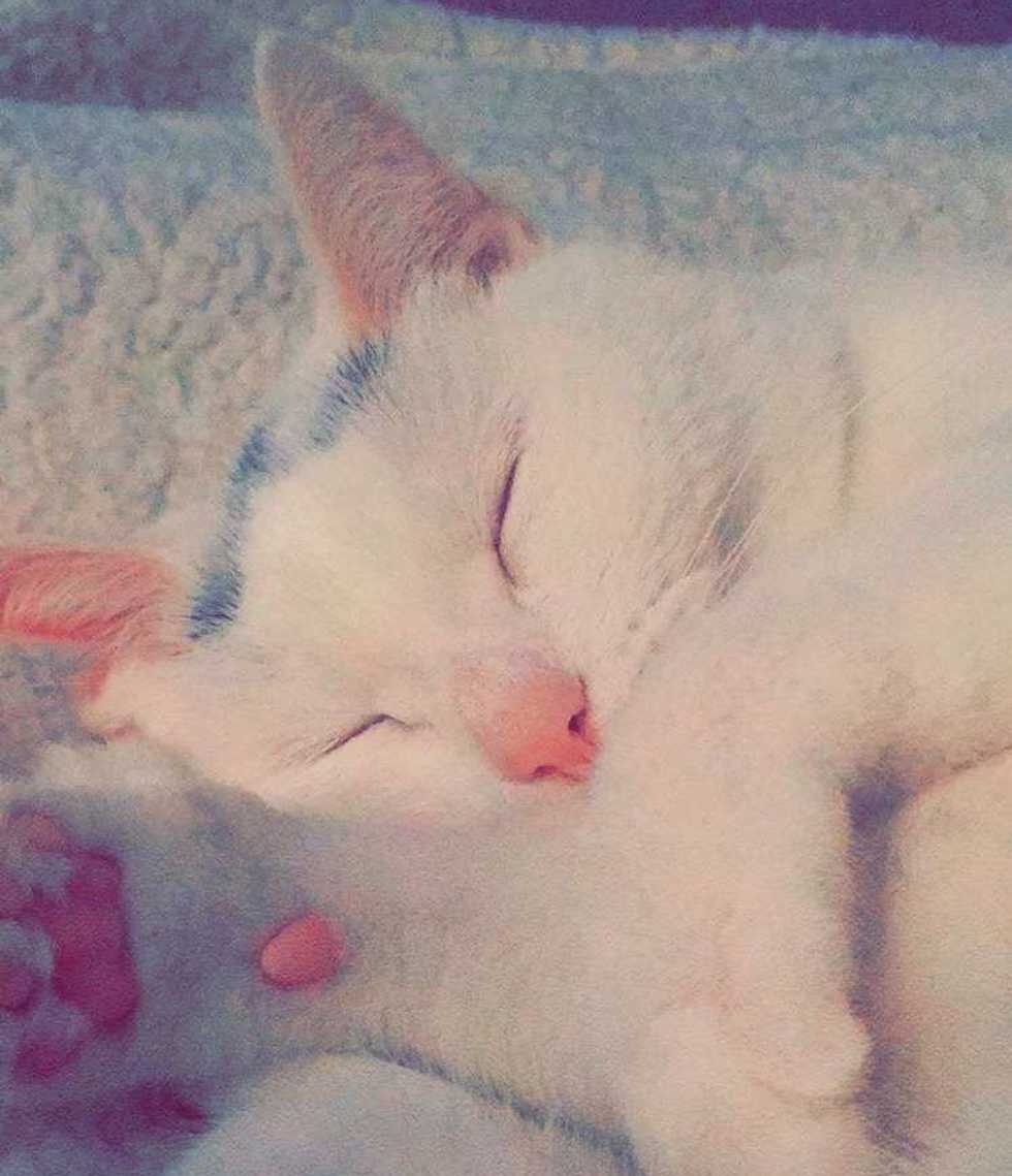You Have Cat To Be Kitten Me Right Meow