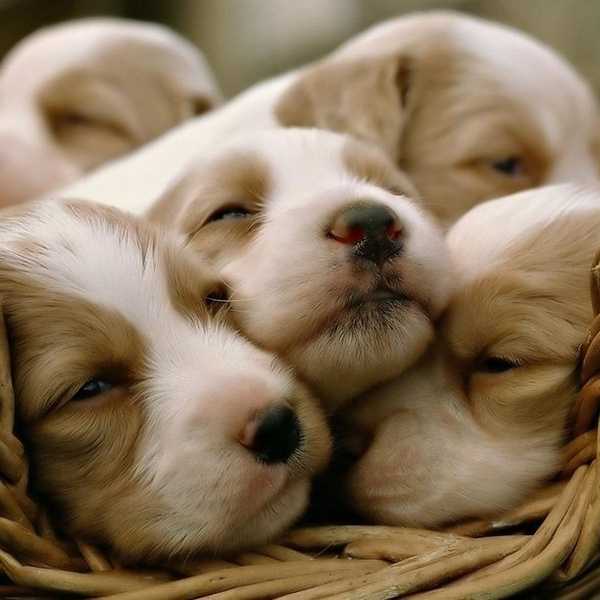 12 Pictures of Puppies