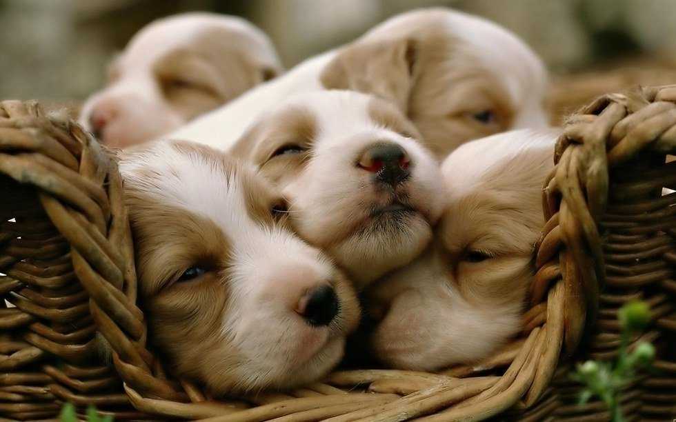 12 Pictures of Puppies
