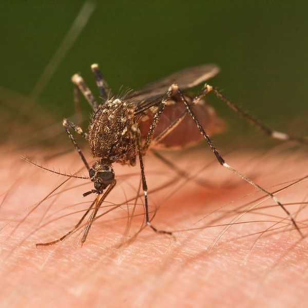 Declare War on Mosquitos