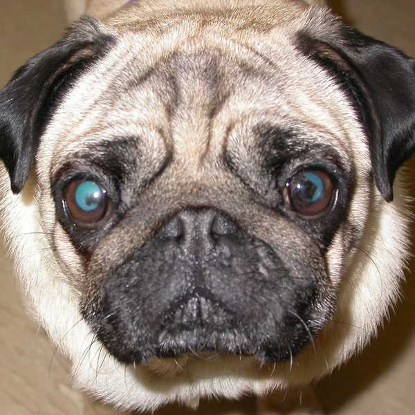 The Hazards Of Dog Breeding