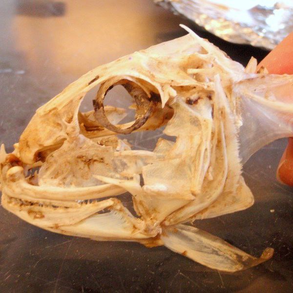 What You May Not Have Learned in High School Biology