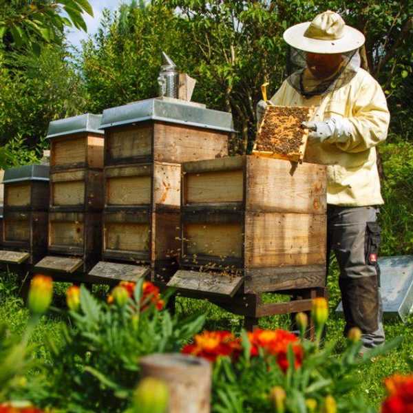 The Buzz On The Bee Apocalypse