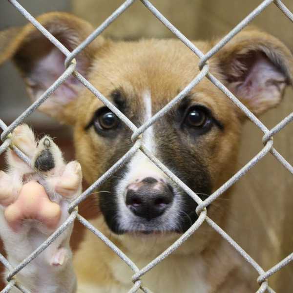 9 Reasons You Should Adopt, NOT Shop