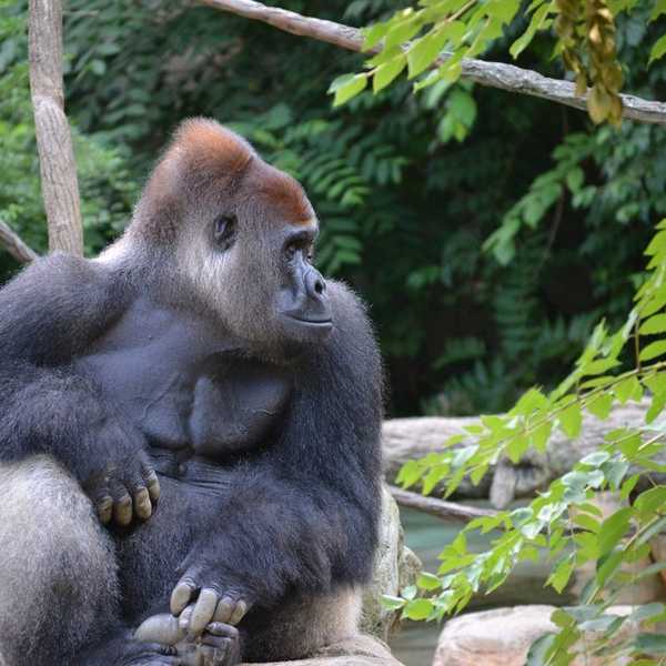 Will Harambe Ever Die?