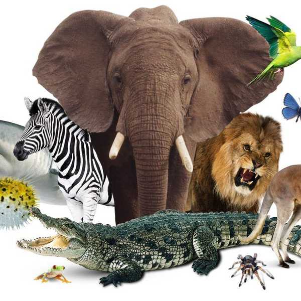 Animal Facts With Syd