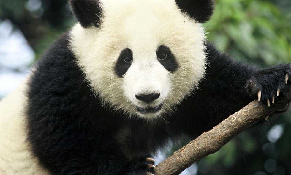Bearing Great News For Giant Pandas