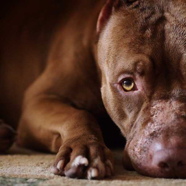 The Plight Of Pit Bulls, And Why They Deserve Better