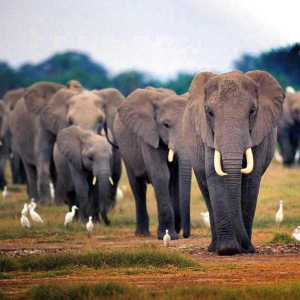 Elephants: On The Verge Of Extinction