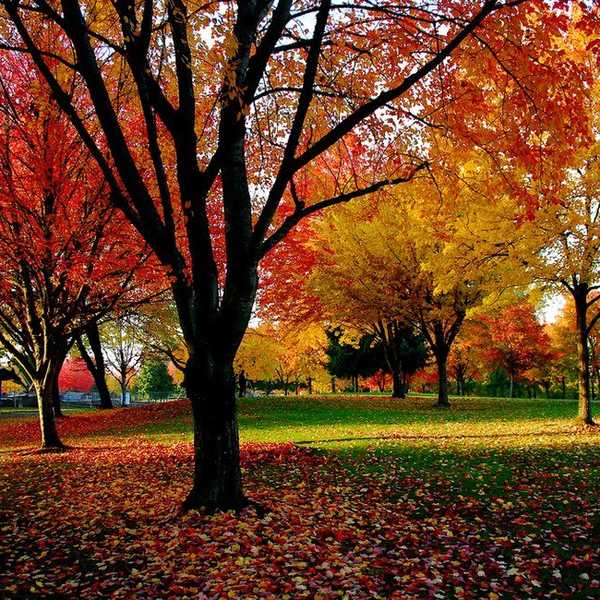 Seven Stereotypical Things For This Fall