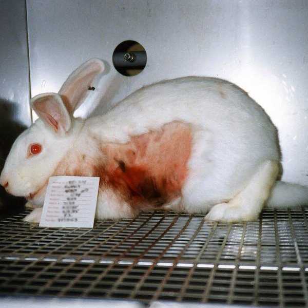Say No To Animal Testing By Purchasing These Makeup Brands