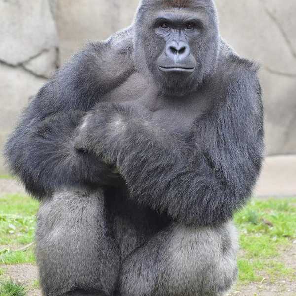 Why Everyone Needs To Stop Making Harambe Jokes