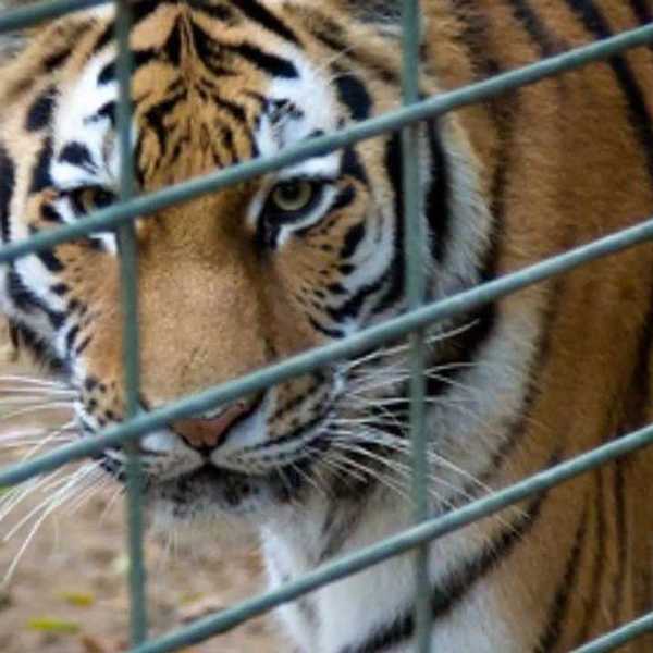 Zoos are Helping Not Hurting