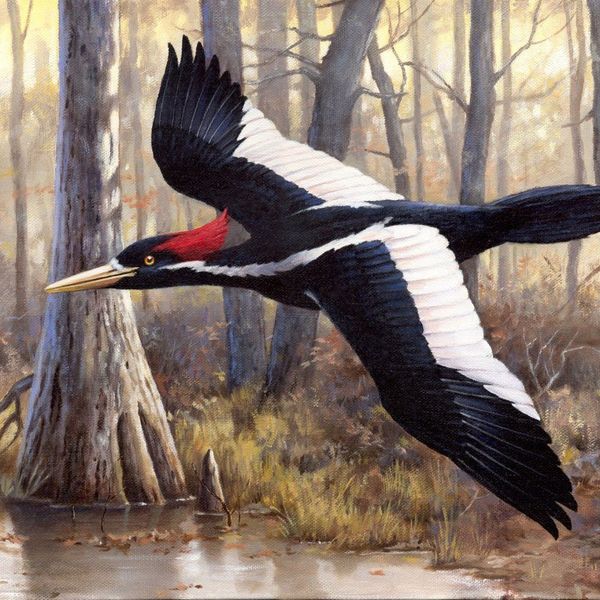 12 No Longer Extinct Animals