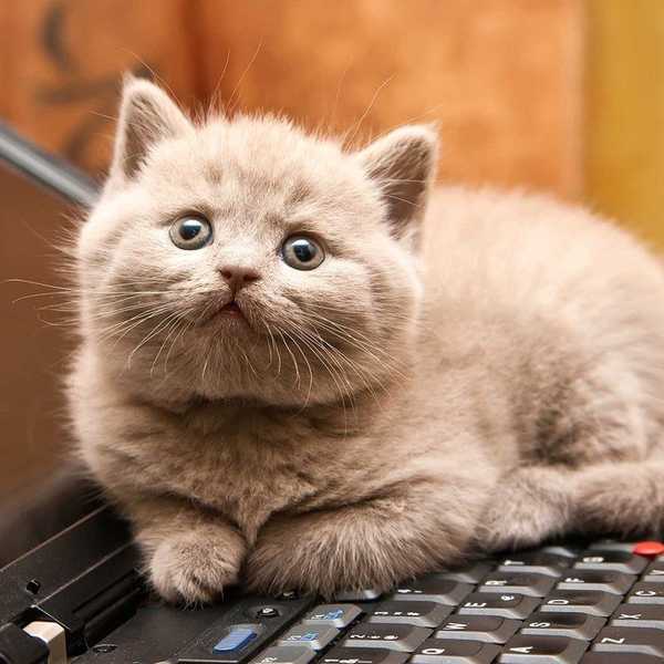 11 Reasons Why Cats Are Amazing