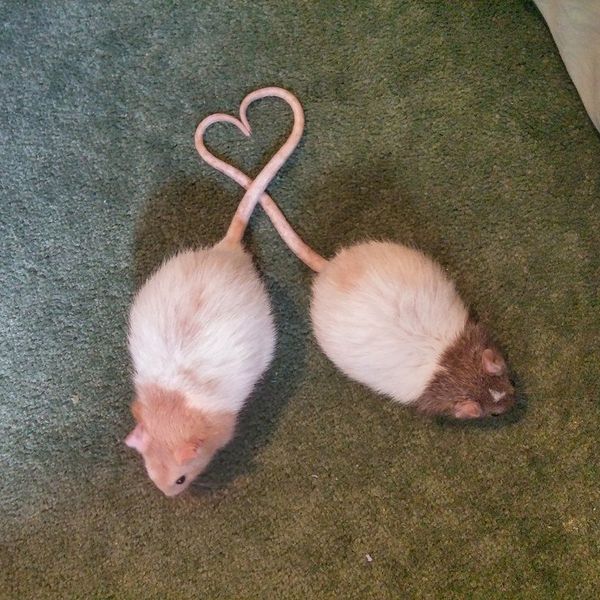 8 Reasons Why Rats Are The Pet You Never Knew You Wanted