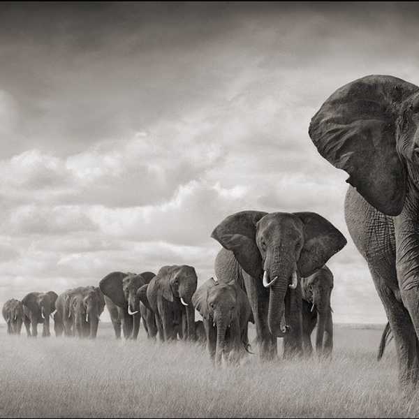 Why The Elephants Need Our Help