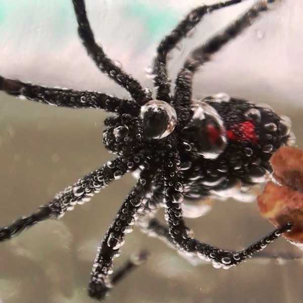 Spare The Spider