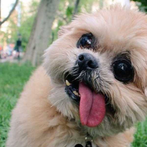 7 Reasons Why Dogs Are Amazing