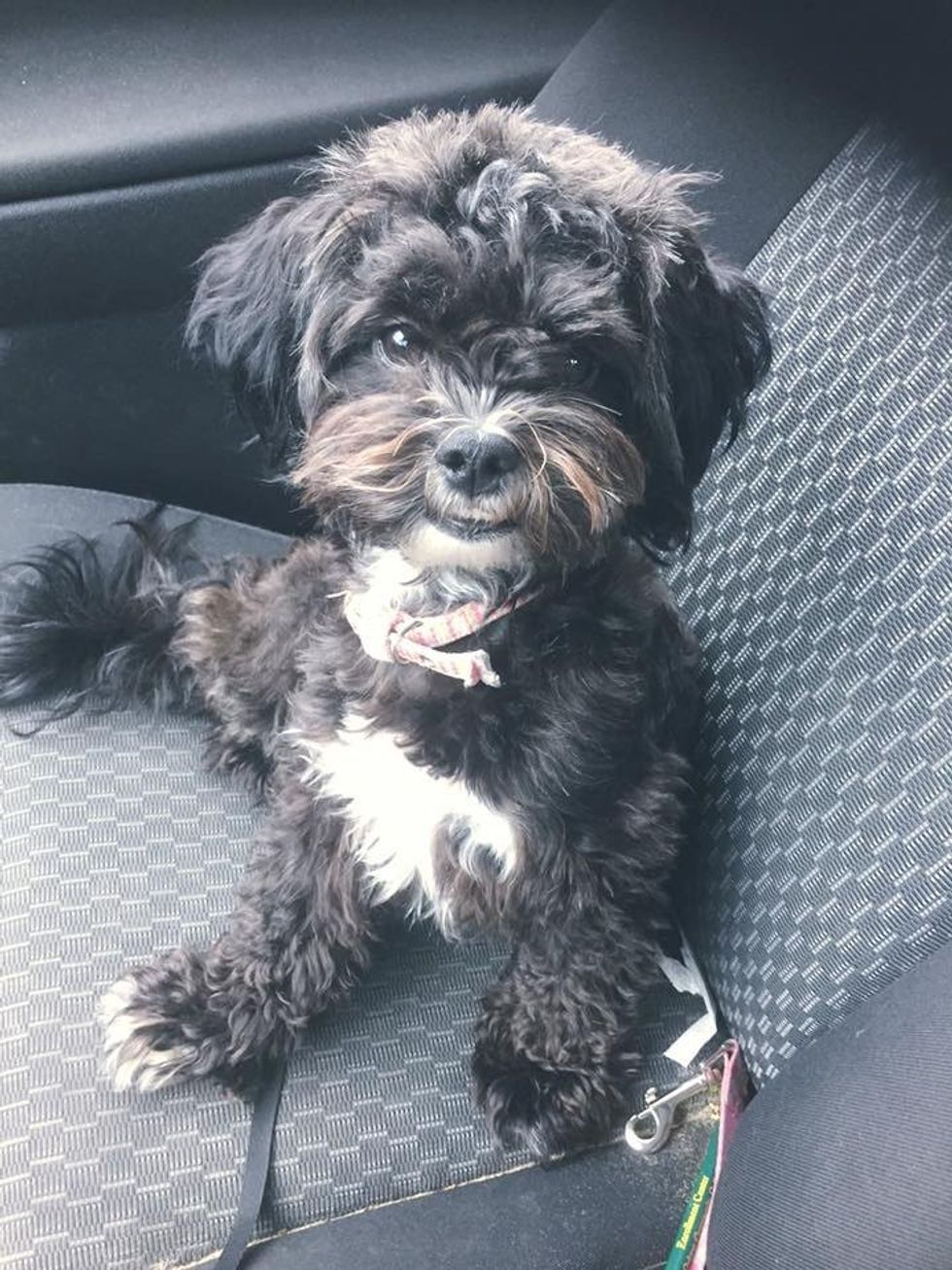 An Open Letter To My Dog