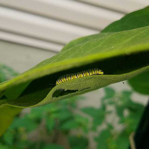 Finding My Inner Peace