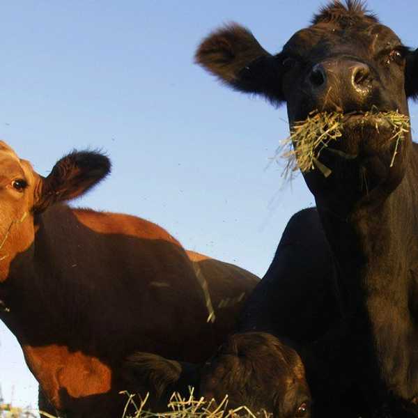 Why I Became A Vegetarian