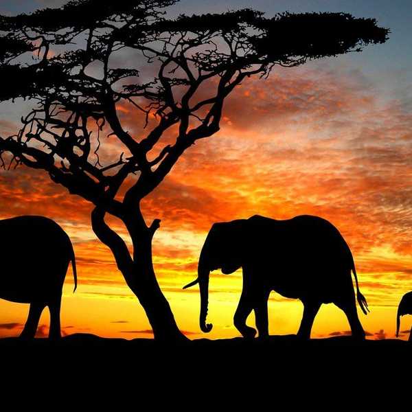12 Reasons Why Elephants Are Amazing Animals