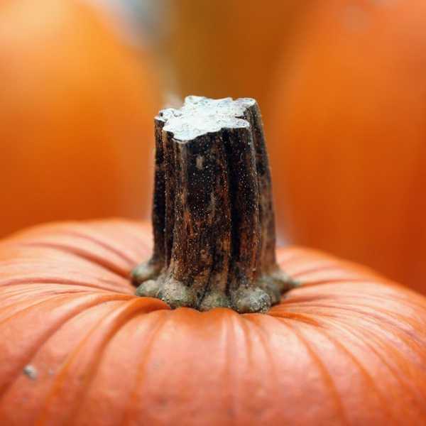 7 Recipes For People To Fall In Love With Pumpkins Just In Time For Fall