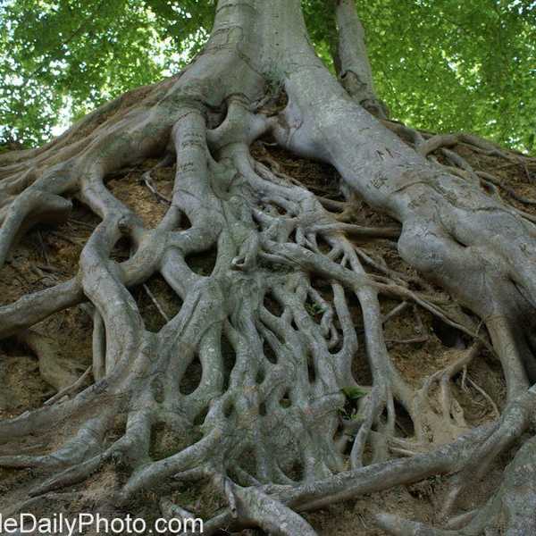 Same Roots, Different Growth