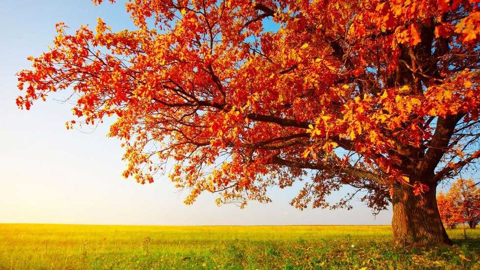 Reasons to be Excited for Fall
