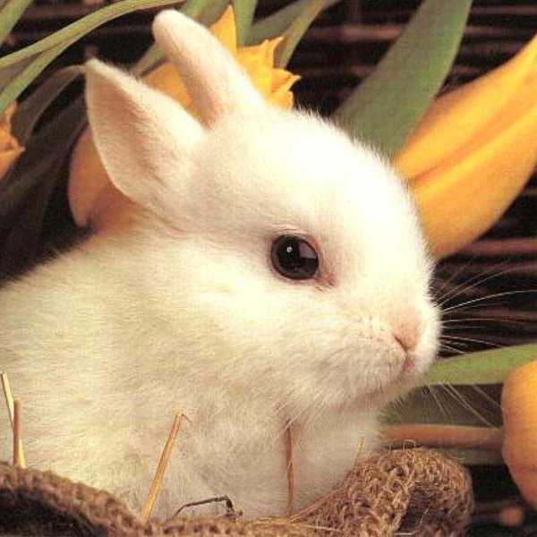 How Humans are Bad for Animals