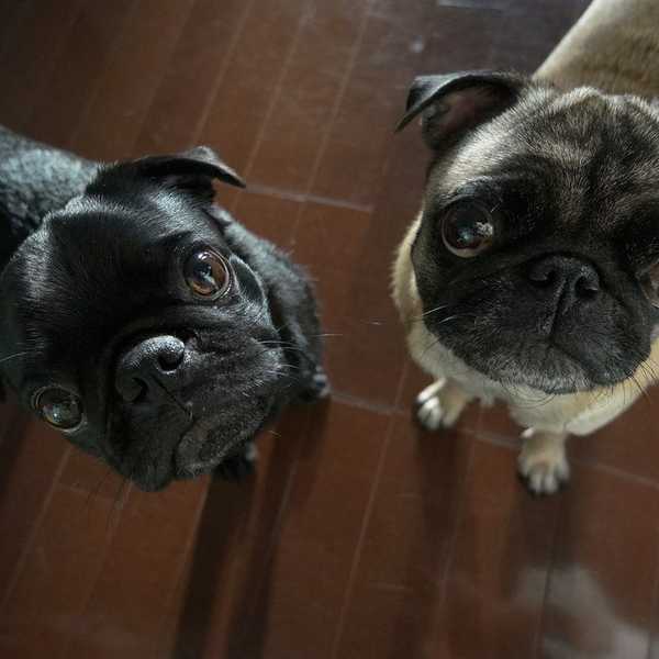 Pugs are Clowns
