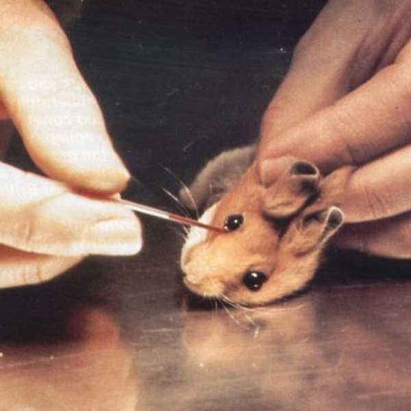 10 Surprising Brands That Still Use Animal Testing
