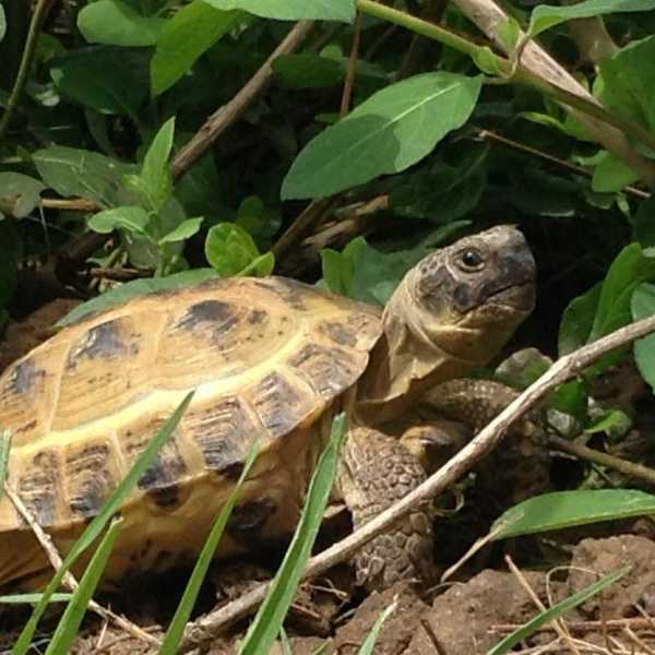 10 Reasons Why Tortoises are Awesome Pets