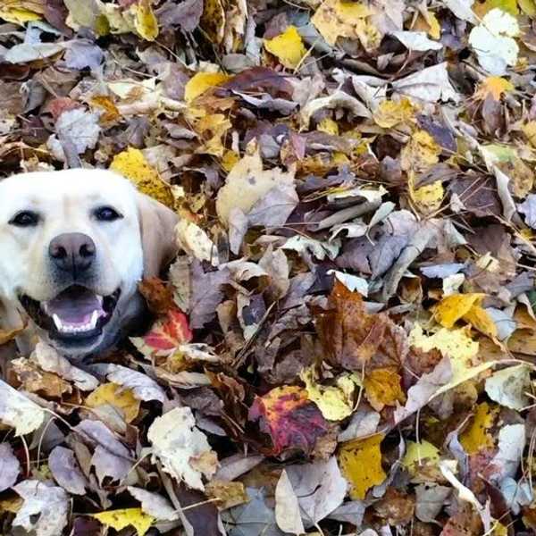 10 Reasons Why I Am Excited For Fall