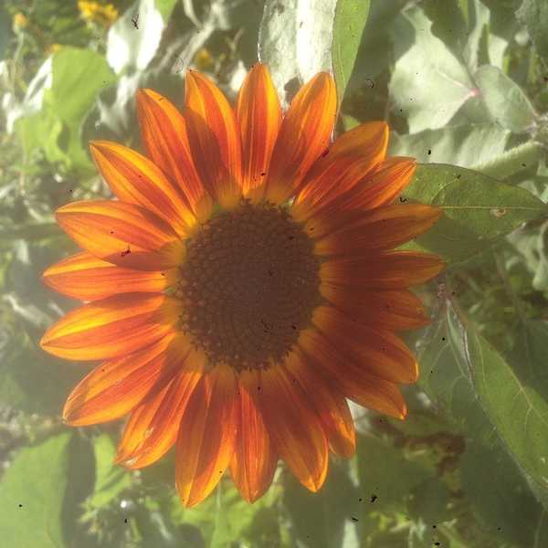 Homegrown and Strong