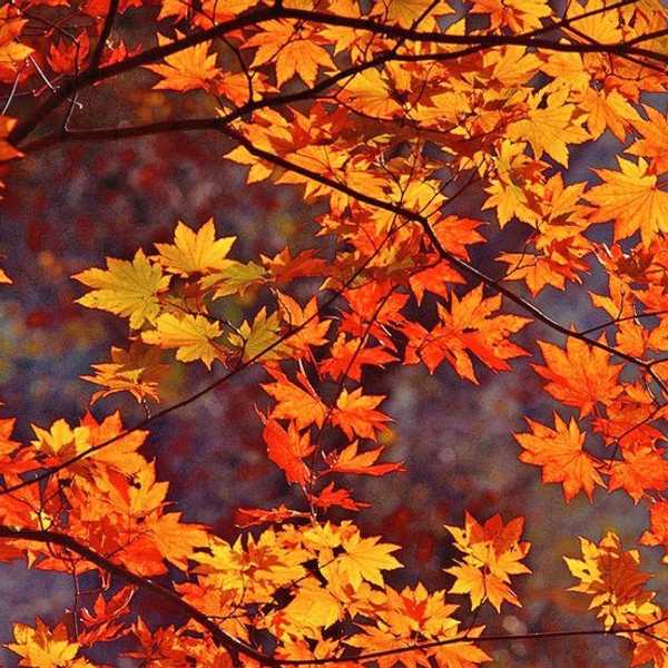 12 Reasons to Look Forward to Fall