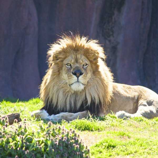 Are Zoos And Aquariums Harmful To Animals?