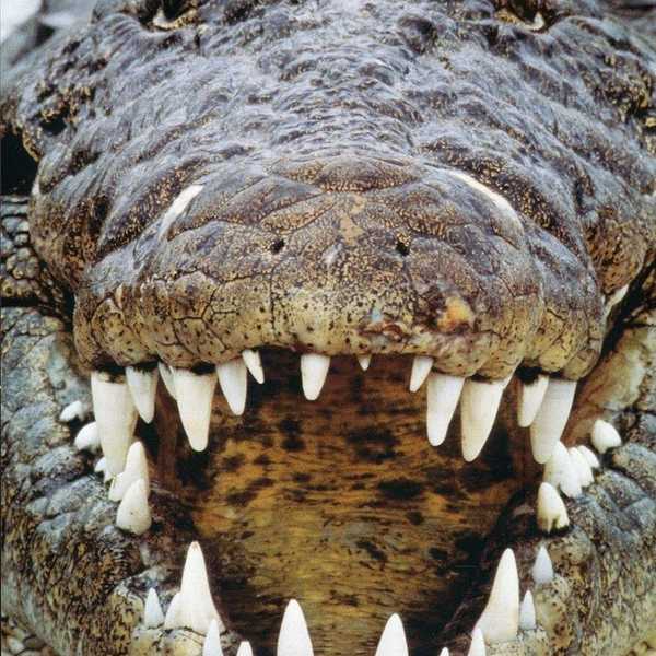 I Have An (Ir)Rational Fear of Crocodiles