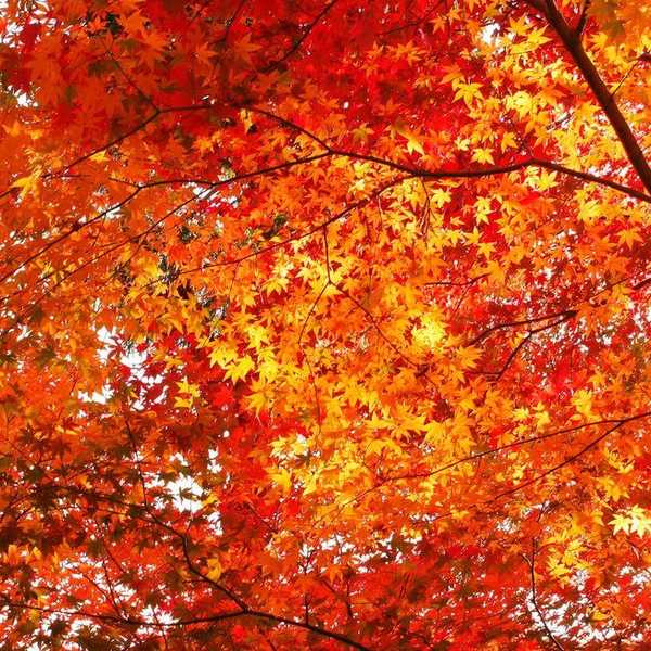 Why Fall is the Best Season