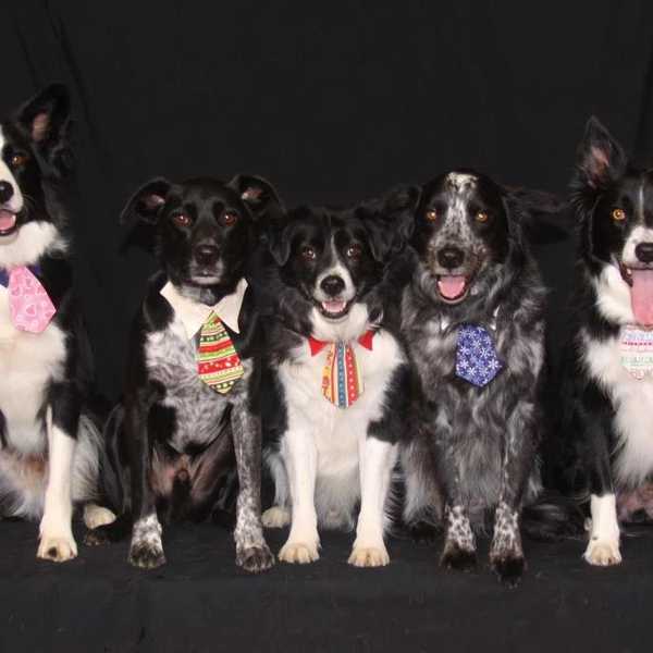 Sorority Chapter Meetings As Told By Dogs