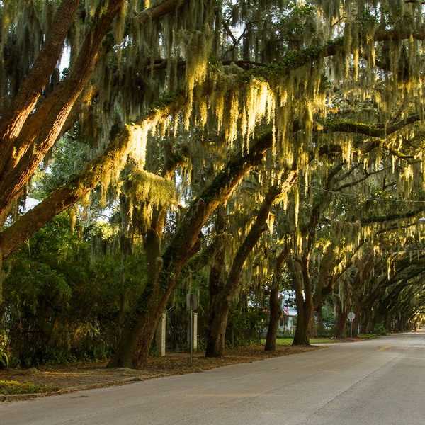 Magnolia Avenue: An Essay