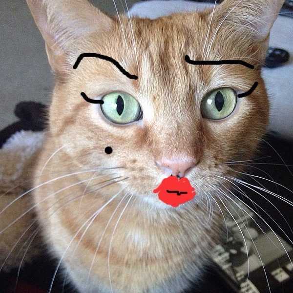 What's The Matter With Pussy?