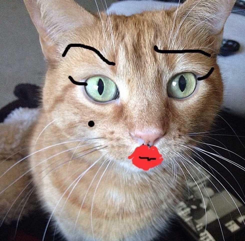 What's The Matter With Pussy?