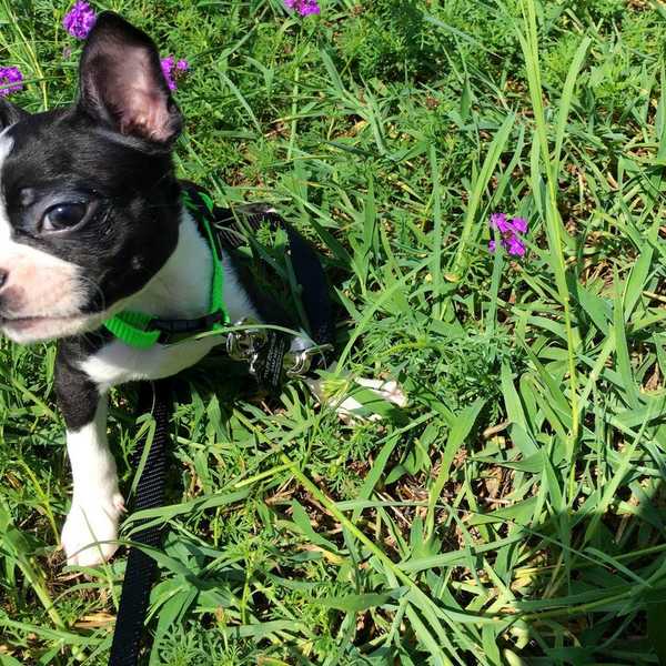 A Guide to Owning and Affording a Dog in College