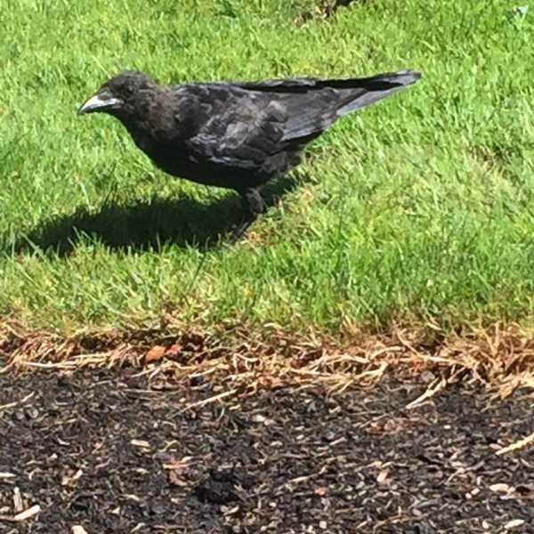 Crows And The Debate Of Consciousness