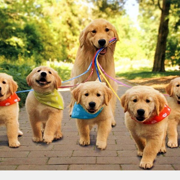 Why Dogs Are Actually The Best