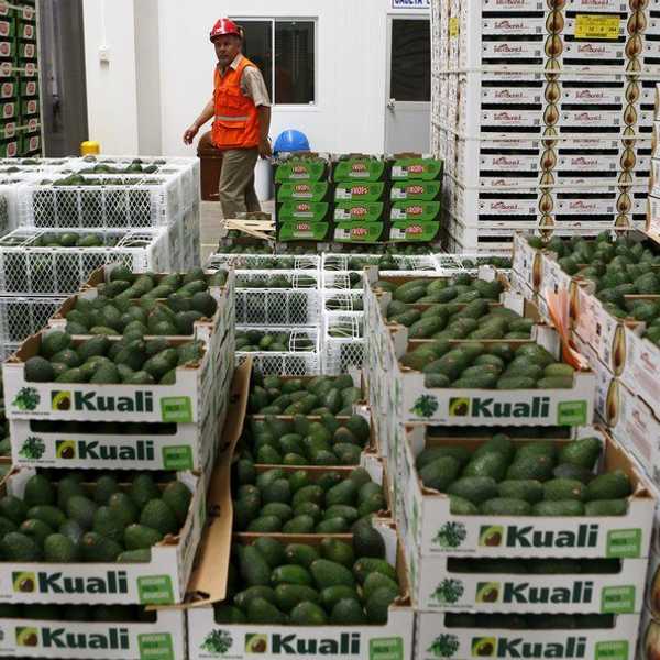 The Avocado Crisis